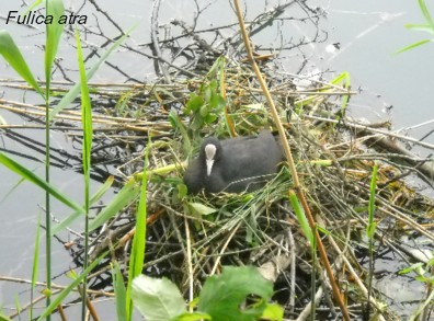 Fulica atra